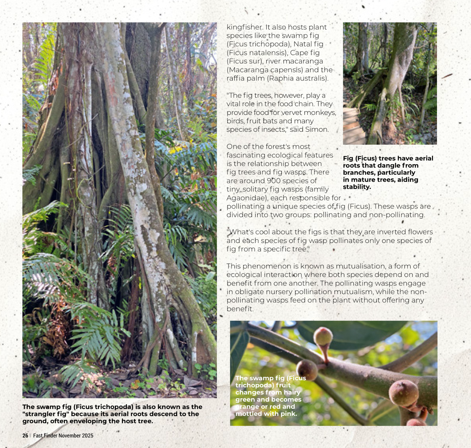 Fast Finder November 2025 page 28