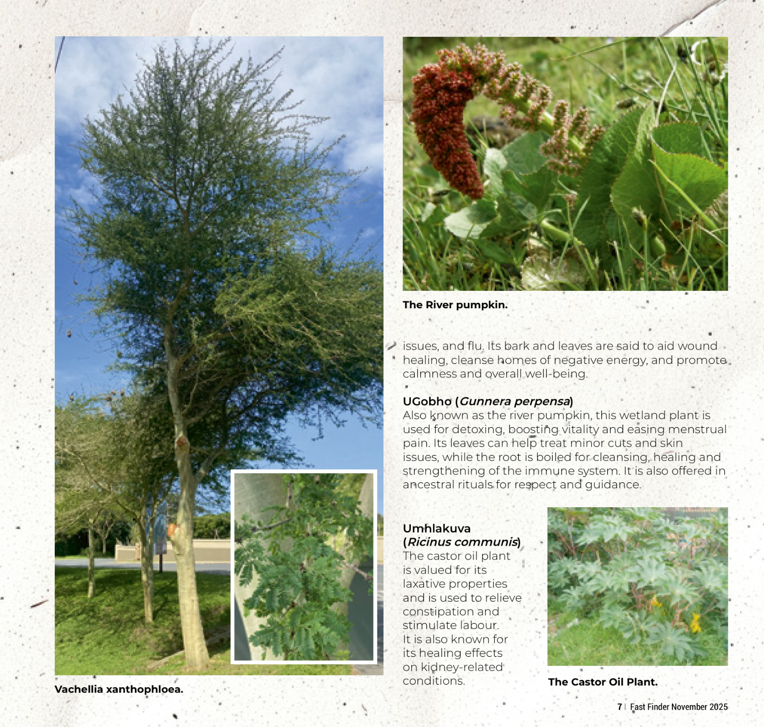 Fast Finder November 2025 page 9